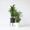 Plant in a Box - Mix van 2 Palmen - Areca, Chamaedorea - Pot 17cm - Hoogte 50-70cm - Kamerplanten