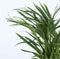 Plant in a Box - Mix van 2 Palmen - Areca, Chamaedorea - Pot 17cm - Hoogte 50-70cm - Kamerplanten