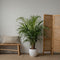 Plant in a Box - Mix van 2 Palmen - Areca, Chamaedorea - Pot 17cm - Hoogte 50-70cm - Kamerplanten