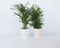Plant in a Box - Mix van 2 Palmen - Areca, Chamaedorea - Pot 17cm - Hoogte 50-70cm - Kamerplanten