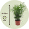 Plant in a Box - Mix van 2 Palmen - Areca, Chamaedorea - Pot 17cm - Hoogte 50-70cm - Kamerplanten