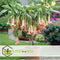 Plant in a Box - Mix van 3 Brugmansia - Trompetvormige bloemen - Verschillende kleuren - Pot 9cm - Hoogte 25-40cm