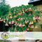 Plant in a Box - Mix van 3 Brugmansia - Trompetvormige bloemen - Verschillende kleuren - Pot 9cm - Hoogte 25-40cm