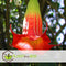 Plant in a Box - Mix van 3 Brugmansia - Trompetvormige bloemen - Verschillende kleuren - Pot 9cm - Hoogte 25-40cm