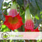 Plant in a Box - Mix van 3 Brugmansia - Trompetvormige bloemen - Verschillende kleuren - Pot 9cm - Hoogte 25-40cm