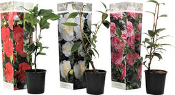 Plant in a Box - Mix van 3 Camellia Japonica - Winterharde Japanse Rozen - Rood,wit,roze - Pot 9cm - Hoogte 25-40cm