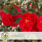 Plant in a Box - Mix van 3 Camellia Japonica - Winterharde Japanse Rozen - Rood,wit,roze - Pot 9cm - Hoogte 25-40cm