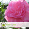 Plant in a Box - Mix van 3 Camellia Japonica - Winterharde Japanse Rozen - Rood,wit,roze - Pot 9cm - Hoogte 25-40cm