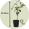 Plant in a Box - Mix van 3 Camellia Japonica - Winterharde Japanse Rozen - Rood,wit,roze - Pot 9cm - Hoogte 25-40cm