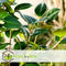 Plant in a Box - Mix van 3 Camellia Japonica - Winterharde Japanse Rozen - Rood,wit,roze - Pot 9cm - Hoogte 25-40cm