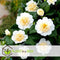 Plant in a Box - Mix van 3 Camellia Japonica - Winterharde Japanse Rozen - Rood,wit,roze - Pot 9cm - Hoogte 25-40cm