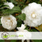 Plant in a Box - Mix van 3 Camellia Japonica - Winterharde Japanse Rozen - Rood,wit,roze - Pot 9cm - Hoogte 25-40cm