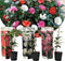 Plant in a Box - Mix van 3 Camellia Japonica - Winterharde Japanse Rozen - Rood,wit,roze - Pot 9cm - Hoogte 25-40cm