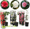 Plant in a Box - Mix van 3 Camellia Japonica - Winterharde Japanse Rozen - Rood,wit,roze - Pot 9cm - Hoogte 25-40cm
