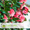 Plant in a Box - Mix van 3 Camellia Japonica - Winterharde Japanse Rozen - Rood,wit,roze - Pot 9cm - Hoogte 25-40cm