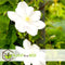 Plant in a Box - Mix van 3 Clematis - Clematis hybrid 'Mme Le Coultre', 'Hagley Hybrid', 'Polish Spirit' - Pot 9cm - Hoogte 25-40cm