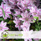 Plant in a Box - Mix van 3 Clematis - Clematis hybrid 'Mme Le Coultre', 'Hagley Hybrid', 'Polish Spirit' - Pot 9cm - Hoogte 25-40cm