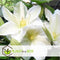 Plant in a Box - Mix van 3 Clematis - Clematis hybrid 'Mme Le Coultre', 'Hagley Hybrid', 'Polish Spirit' - Pot 9cm - Hoogte 25-40cm