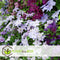 Plant in a Box - Mix van 3 Clematis - Clematis hybrid 'Mme Le Coultre', 'Hagley Hybrid', 'Polish Spirit' - Pot 9cm - Hoogte 25-40cm
