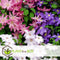 Plant in a Box - Mix van 3 Clematis - Clematis hybrid 'Mme Le Coultre', 'Hagley Hybrid', 'Polish Spirit' - Pot 9cm - Hoogte 25-40cm