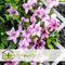 Plant in a Box - Mix van 3 Clematis - Clematis hybrid 'Mme Le Coultre', 'Hagley Hybrid', 'Polish Spirit' - Pot 9cm - Hoogte 25-40cm