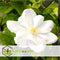Plant in a Box - Mix van 3 Clematis - Clematis hybrid 'Mme Le Coultre', 'Hagley Hybrid', 'Polish Spirit' - Pot 9cm - Hoogte 25-40cm