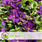 Plant in a Box - Mix van 3 Clematis - Clematis hybrid 'Mme Le Coultre', 'Hagley Hybrid', 'Polish Spirit' - Pot 9cm - Hoogte 25-40cm