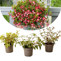 Plant in a Box - Mix van 3 Fuchsia magellanica - Delta Sarah, Lady Thumb, Fuchsia Ricartonnii - Bloeiende tuinplanten - Pot 9cm - Hoogte 10-20cm