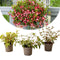 Plant in a Box - Mix van 3 Fuchsia magellanica - Delta Sarah, Lady Thumb, Fuchsia Ricartonnii - Bloeiende tuinplanten - Pot 9cm - Hoogte 10-20cm