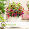 Plant in a Box - Mix van 3 Fuchsia magellanica - Delta Sarah, Lady Thumb, Fuchsia Ricartonnii - Bloeiende tuinplanten - Pot 9cm - Hoogte 10-20cm