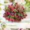 Plant in a Box - Mix van 3 Fuchsia magellanica - Delta Sarah, Lady Thumb, Fuchsia Ricartonnii - Bloeiende tuinplanten - Pot 9cm - Hoogte 10-20cm