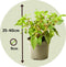 Plant in a Box - Mix van 3 Fuchsia magellanica - Delta Sarah, Lady Thumb, Fuchsia Ricartonnii - Bloeiende tuinplanten - Pot 9cm - Hoogte 10-20cm