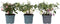 Plant in a Box - Mix van 3 Fuchsia magellanica - Delta Sarah, Lady Thumb, Fuchsia Ricartonnii - Bloeiende tuinplanten - Pot 9cm - Hoogte 10-20cm