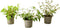 Plant in a Box - Mix van 3 Fuchsia magellanica - Delta Sarah, Lady Thumb, Fuchsia Ricartonnii - Bloeiende tuinplanten - Pot 9cm - Hoogte 10-20cm