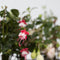 Plant in a Box - Mix van 3 Fuchsia magellanica - Delta Sarah, Lady Thumb, Fuchsia Ricartonnii - Bloeiende tuinplanten - Pot 9cm - Hoogte 10-20cm