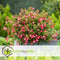 Plant in a Box - Mix van 3 Fuchsia magellanica - Delta Sarah, Lady Thumb, Fuchsia Ricartonnii - Bloeiende tuinplanten - Pot 9cm - Hoogte 10-20cm