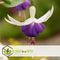 Plant in a Box - Mix van 3 Fuchsia magellanica - Delta Sarah, Lady Thumb, Fuchsia Ricartonnii - Bloeiende tuinplanten - Pot 9cm - Hoogte 10-20cm