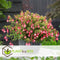 Plant in a Box - Mix van 3 Fuchsia magellanica - Delta Sarah, Lady Thumb, Fuchsia Ricartonnii - Bloeiende tuinplanten - Pot 9cm - Hoogte 10-20cm