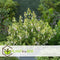 Plant in a Box - Mix van 3 Fuchsia magellanica - Delta Sarah, Lady Thumb, Fuchsia Ricartonnii - Bloeiende tuinplanten - Pot 9cm - Hoogte 10-20cm