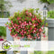 Plant in a Box - Mix van 3 Fuchsia magellanica - Delta Sarah, Lady Thumb, Fuchsia Ricartonnii - Bloeiende tuinplanten - Pot 9cm - Hoogte 10-20cm
