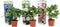 Plant in a Box - Mix van 3 Hydrangea macroph. - Hortensia mix - pot 9cm - Hoogte 25-40cm