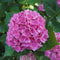 Plant in a Box - Mix van 3 Hydrangea macroph. - Hortensia mix - pot 9cm - Hoogte 25-40cm