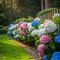 Plant in a Box - Mix van 3 Hydrangea macroph. - Hortensia mix - pot 9cm - Hoogte 25-40cm