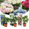 Plant in a Box - Mix van 3 Hydrangea macroph. - Hortensia mix - pot 9cm - Hoogte 25-40cm