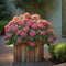 Plant in a Box - Mix van 3 Hydrangea macroph. - Hortensia mix - pot 9cm - Hoogte 25-40cm