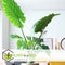 Plant in a Box - Mix van 3 Kamerplanten - Alocasia, Clusia, Areca - Pot 17cm - Hoogte 50-70cm - Luchtzuiverend