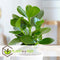 Plant in a Box - Mix van 3 Kamerplanten - Alocasia, Clusia, Areca - Pot 17cm - Hoogte 50-70cm - Luchtzuiverend