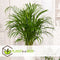 Plant in a Box - Mix van 3 Kamerplanten - Alocasia, Clusia, Areca - Pot 17cm - Hoogte 50-70cm - Luchtzuiverend