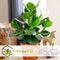 Plant in a Box - Mix van 3 Kamerplanten - Alocasia, Clusia, Areca - Pot 17cm - Hoogte 50-70cm - Luchtzuiverend