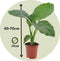Plant in a Box - Mix van 3 Kamerplanten - Alocasia, Clusia, Areca - Pot 17cm - Hoogte 50-70cm - Luchtzuiverend
